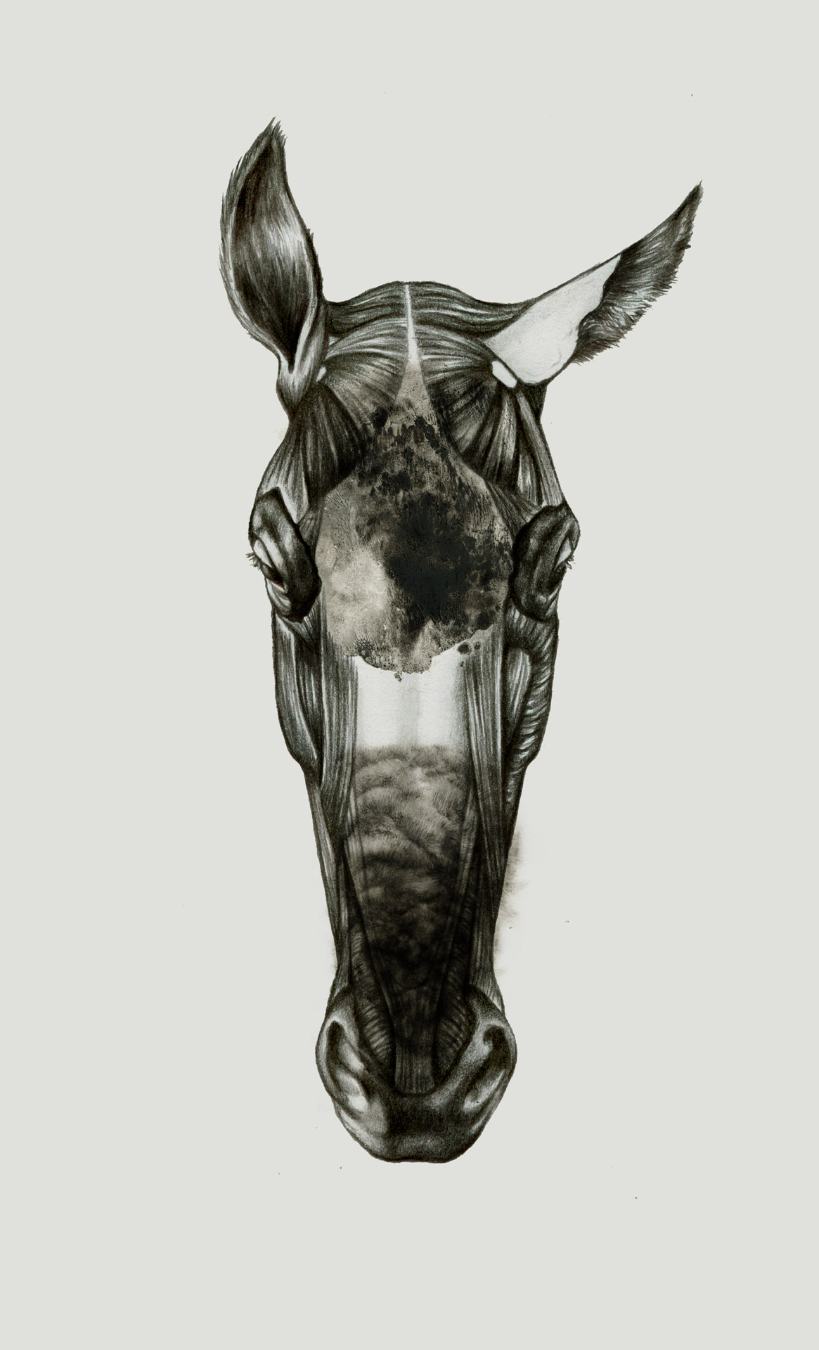 Julia Szulc Illustration. Julia Szulc personal project. Horse