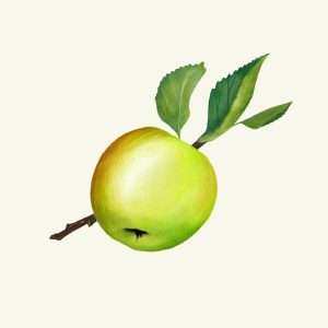 #apple #fruit #illustration #Juliaszulc #Juliaszulcillustration #illustration #kiviks