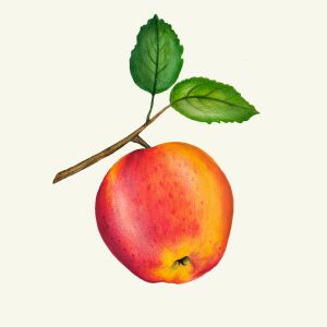 #apple #fruit #illustration #Juliaszulc #Juliaszulcillustration #illustration #kiviks