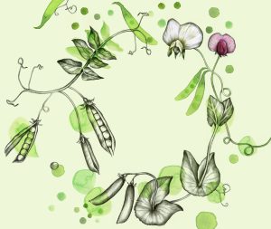 Illustration av blommor, ärtor och växtlighet av Julia Szulc